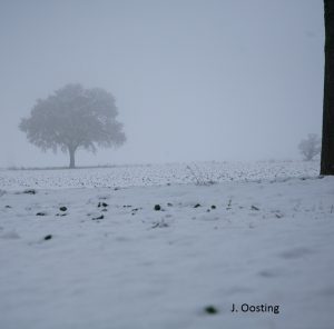 sneeuw-in-hamburg-boom
